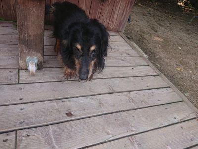 f:id:roukenhome-ann:20190817201721j:plain f:id:roukenhome-ann:20190817201721j:plain