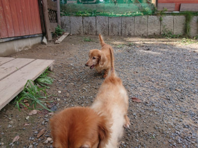 f:id:roukenhome-ann:20190817201736j:plain f:id:roukenhome-ann:20190817201736j:plain