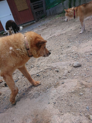 f:id:roukenhome-ann:20190817201757j:plain f:id:roukenhome-ann:20190817201757j:plain