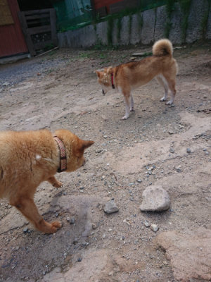 f:id:roukenhome-ann:20190817201834j:plain f:id:roukenhome-ann:20190817201834j:plain