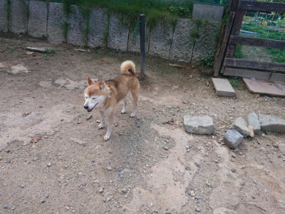 f:id:roukenhome-ann:20190817201858j:plain f:id:roukenhome-ann:20190817201858j:plain
