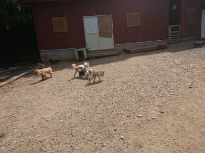 f:id:roukenhome-ann:20190817201943j:plain f:id:roukenhome-ann:20190817201943j:plain
