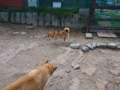 f:id:roukenhome-ann:20190817201950j:plain f:id:roukenhome-ann:20190817201950j:plain