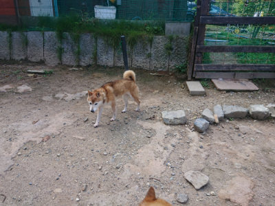 f:id:roukenhome-ann:20190817201956j:plain f:id:roukenhome-ann:20190817201956j:plain