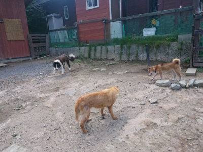 f:id:roukenhome-ann:20190817202129j:plain f:id:roukenhome-ann:20190817202129j:plain