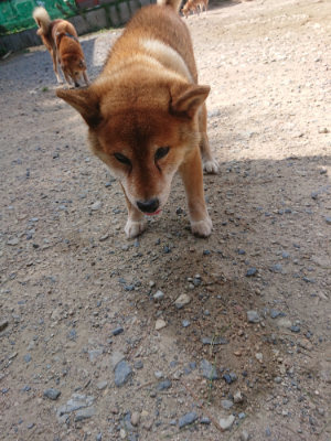 f:id:roukenhome-ann:20190817202135j:plain f:id:roukenhome-ann:20190817202135j:plain