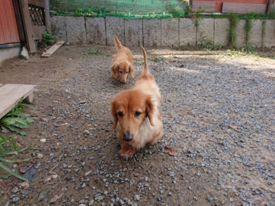 f:id:roukenhome-ann:20190817202154j:plain f:id:roukenhome-ann:20190817202154j:plain
