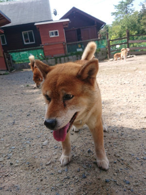 f:id:roukenhome-ann:20190817202200j:plain f:id:roukenhome-ann:20190817202200j:plain