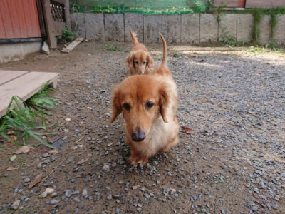 f:id:roukenhome-ann:20190817202226j:plain f:id:roukenhome-ann:20190817202226j:plain
