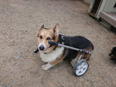 f:id:roukenhome-ann:20190817202236j:plain f:id:roukenhome-ann:20190817202236j:plain