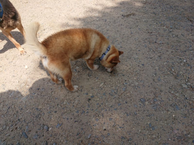 f:id:roukenhome-ann:20190817203302j:plain