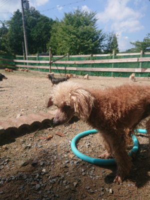f:id:roukenhome-ann:20190817203958j:plain