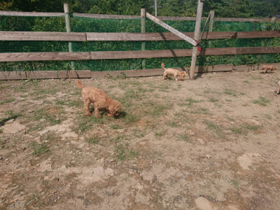 f:id:roukenhome-ann:20190817211044j:plain