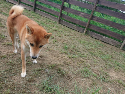 f:id:roukenhome-ann:20190817212646j:plain