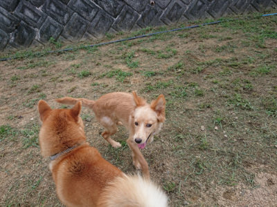 f:id:roukenhome-ann:20190817212745j:plain
