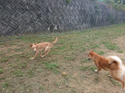 f:id:roukenhome-ann:20190817212813j:plain