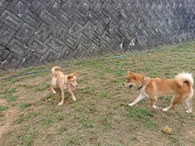 f:id:roukenhome-ann:20190817212833j:plain