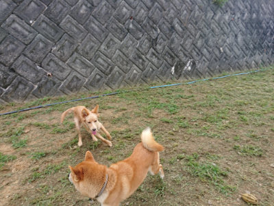 f:id:roukenhome-ann:20190817212838j:plain