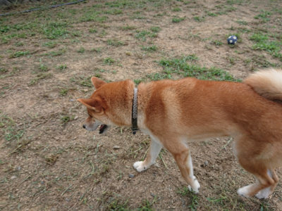 f:id:roukenhome-ann:20190817212855j:plain