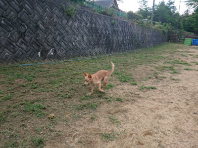 f:id:roukenhome-ann:20190817212950j:plain