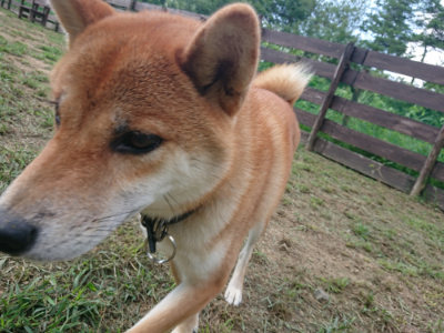 f:id:roukenhome-ann:20190817213016j:plain