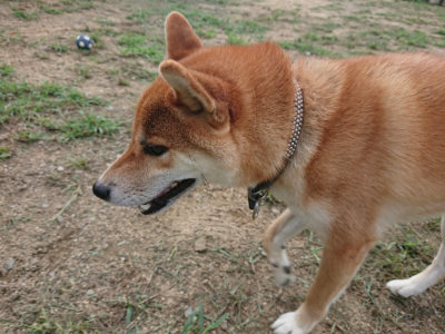 f:id:roukenhome-ann:20190817213050j:plain