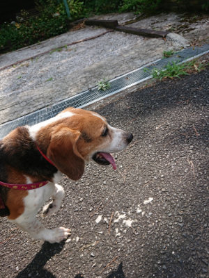 f:id:roukenhome-ann:20190818051917j:plain