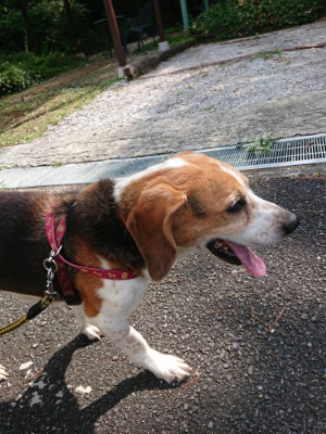 f:id:roukenhome-ann:20190818051939j:plain