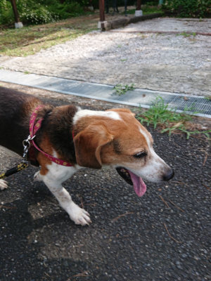 f:id:roukenhome-ann:20190818051944j:plain
