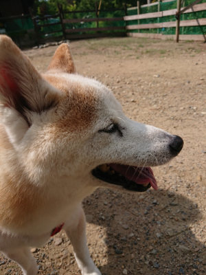 f:id:roukenhome-ann:20190818052115j:plain