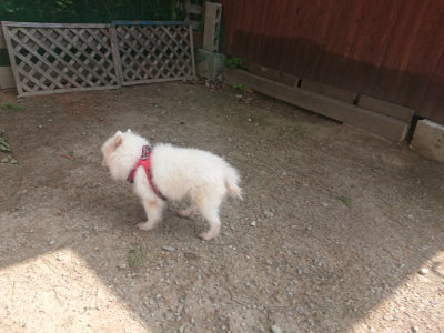 f:id:roukenhome-ann:20190818052533j:plain