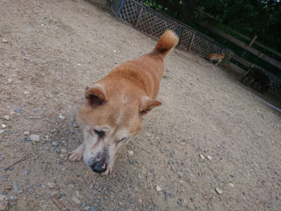 f:id:roukenhome-ann:20190818052802j:plain
