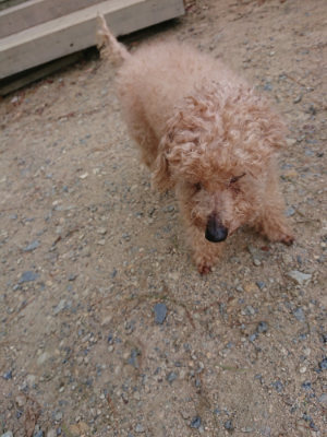 f:id:roukenhome-ann:20190818052907j:plain