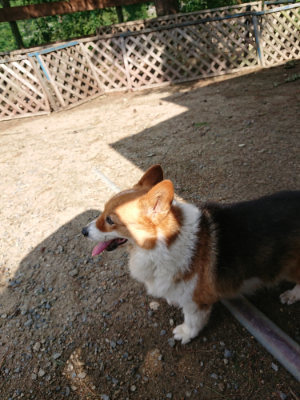 f:id:roukenhome-ann:20190818052945j:plain