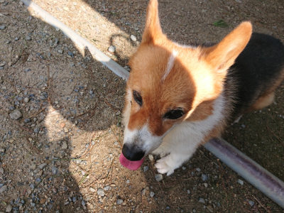 f:id:roukenhome-ann:20190818053159j:plain