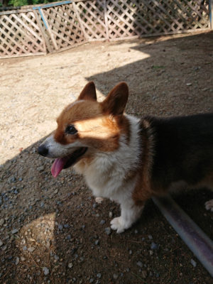 f:id:roukenhome-ann:20190818053224j:plain