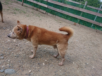 f:id:roukenhome-ann:20190818053301j:plain