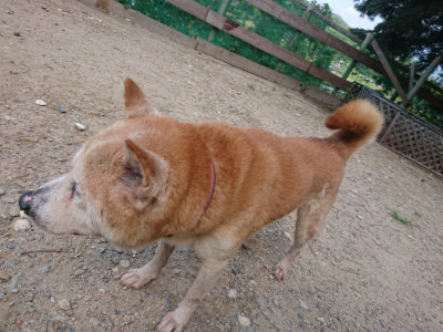 f:id:roukenhome-ann:20190818053317j:plain
