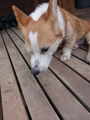 f:id:roukenhome-ann:20190818143538j:plain