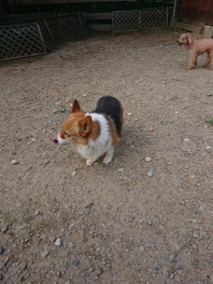f:id:roukenhome-ann:20190818144411j:plain
