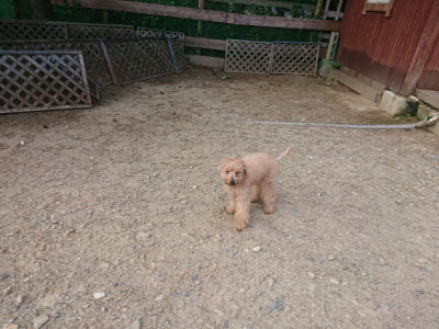 f:id:roukenhome-ann:20190818144512j:plain