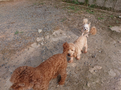 f:id:roukenhome-ann:20190818144656j:plain