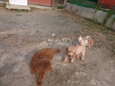 f:id:roukenhome-ann:20190818144747j:plain
