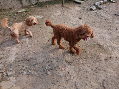 f:id:roukenhome-ann:20190818145032j:plain