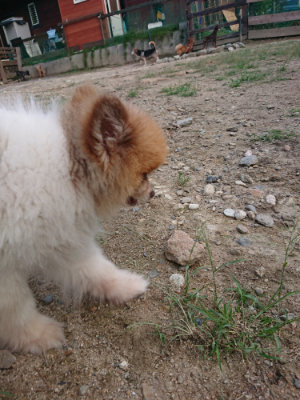 f:id:roukenhome-ann:20190818150704j:plain