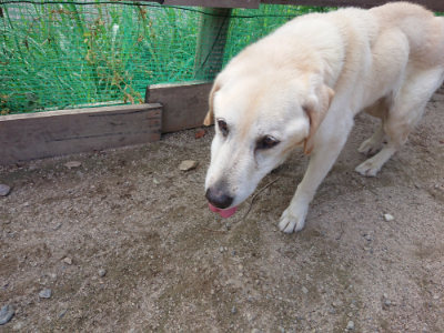 f:id:roukenhome-ann:20190818150951j:plain