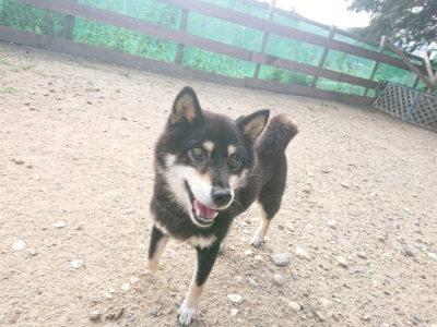 f:id:roukenhome-ann:20190818151133j:plain