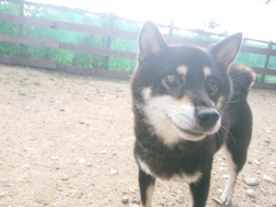f:id:roukenhome-ann:20190818151140j:plain