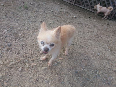 f:id:roukenhome-ann:20190818151237j:plain