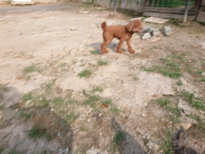 f:id:roukenhome-ann:20190818152251j:plain